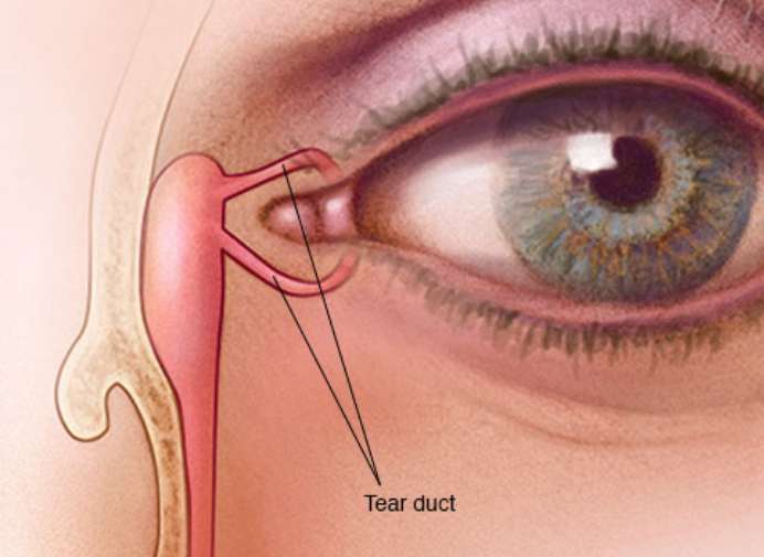 lacrimal system lacrimal system